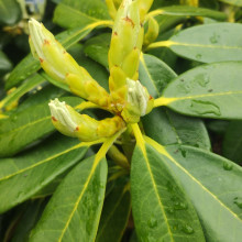 Picture of Rhododendron Jalsico Gold (31032)