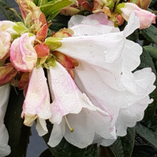 Rhododendron John Bull Picture of Rhododendron John Bull (4728)