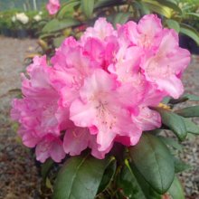 Rhododendron Kalinka Picture of Rhododendron Kalinka (30430)