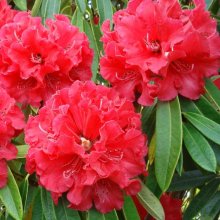 Rhododendron Kaponga Picture of Rhododendron Kaponga (4729)