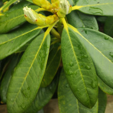 Picture of Rhododendron Karen Triplett (30218)