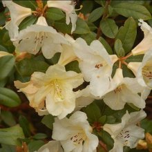 Rhododendron Johnstoneanum Ken Burns Picture of Rhododendron Johnstoneanum Ken Burns (10390)