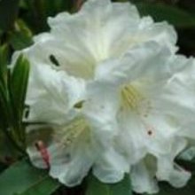 Rhododendron Kings Cream Picture of Rhododendron Kings Cream (30219)
