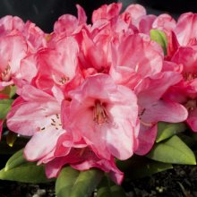 Rhododendron Lady Adam Gordon Picture of Rhododendron Lady Adam Gordon (30532)