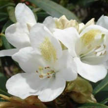 Rhododendron Lemon Ice Picture of Rhododendron Lemon Ice (4731)