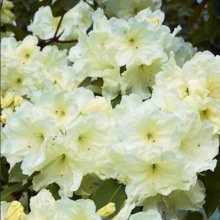 Rhododendron Lemon Lodge Picture of Rhododendron Lemon Lodge (10392)