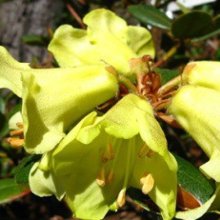 Rhododendron Lemon Mist Picture of Rhododendron Lemon Mist (8805)