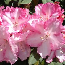 Rhododendron Lems Monarch Picture of Rhododendron Lems Monarch (6290)