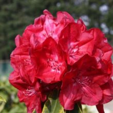 Rhododendron Lems Stormcloud Picture of Rhododendron Lems Stormcloud (30621)