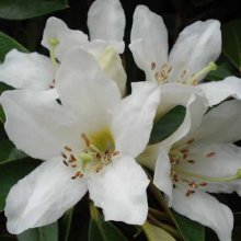 Rhododendron Maddenii Picture of Rhododendron Maddenii (4734)
