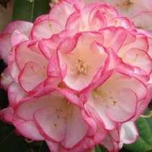 Rhododendron Manda Sue Picture of Rhododendron Manda Sue (4737)