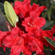 Rhododendron Manderlay Picture of Rhododendron Manderlay (29807)