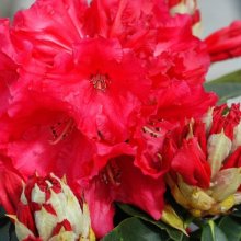 Rhododendron Markeetas Prize Picture of Rhododendron Markeetas Prize (7770)