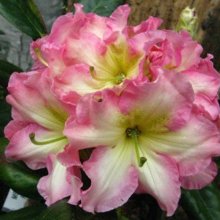 Rhododendron Melrose Flash Picture of Rhododendron Melrose Flash (10398)