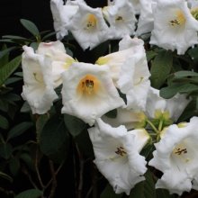 Rhododendron Mi Amor Picture of Rhododendron Mi Amor (29512)