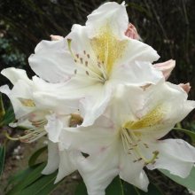 Rhododendron Kings Milkmaid Picture of Rhododendron Kings Milkmaid (4771)