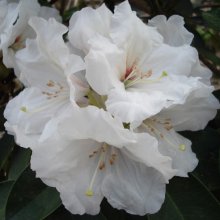 Rhododendron Mount Everest Picture of Rhododendron Mount Everest (4739)