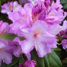 Rhododendron Mrs J P Lade Picture of Rhododendron Mrs J P Lade (10401)