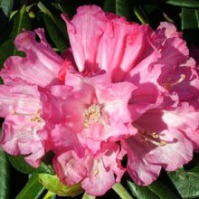 Rhododendron Noyo Brave Picture of Rhododendron Noyo Brave (29439)