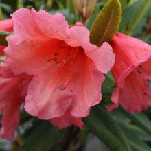 Rhododendron Old Copper Picture of Rhododendron Old Copper (30614)