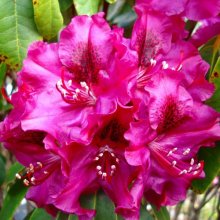 Rhododendron Olin O Dobbs Picture of Rhododendron Olin O Dobbs (4742)