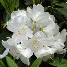 Rhododendron Pawhuska Picture of Rhododendron Pawhuska (29873)