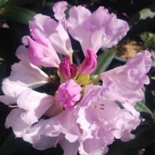 Rhododendron Pontiyak Picture of Rhododendron Pontiyak (31074)