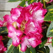 Rhododendron President Roosevelt Picture of Rhododendron President Roosevelt (30432)