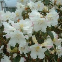 Rhododendron Princess Alice Picture of Rhododendron Princess Alice (4750)