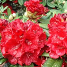 Picture of Rhododendron Rubicon (4753)