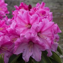 Rhododendron Ruby Bowman Picture of Rhododendron Ruby Bowman (30223)