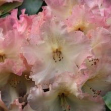 Rhododendron Rwain Picture of Rhododendron Rwain (30224)
