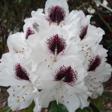 Rhododendron Sappho Picture of Rhododendron Sappho (4755)
