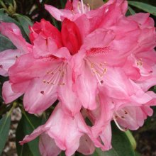 Rhododendron Sneezy Picture of Rhododendron Sneezy (4759)