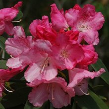 Rhododendron Solidarity Picture of Rhododendron Solidarity (10409)