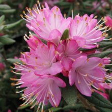 Rhododendron Spiciferum Picture of Rhododendron Spiciferum (30227)