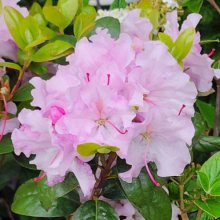 Rhododendron Spring Dance Picture of Rhododendron Spring Dance (10410)