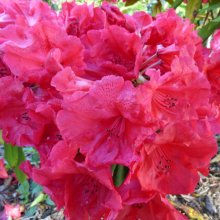 Rhododendron Tally Ho Picture of Rhododendron Tally Ho (30229)