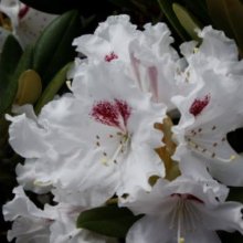Rhododendron Tiana Picture of Rhododendron Tiana (30230)