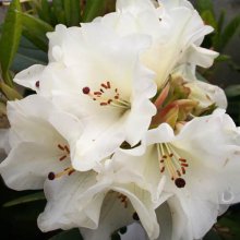 Rhododendron Unique Picture of Rhododendron Unique (4762)