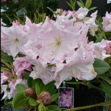 Rhododendron Van Dec Picture of Rhododendron Van Dec (4764)