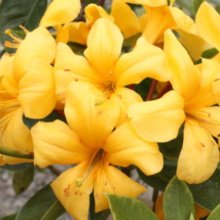 Rhododendron Vireya Butterscotch Picture of Rhododendron Vireya Butterscotch (9181)