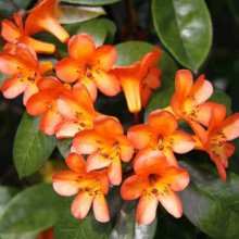 Rhododendron Vireya Golden Charm Picture of Rhododendron Vireya Golden Charm (8395)