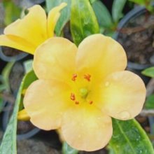 Rhododendron Vireya Just Peachy Picture of Rhododendron Vireya Just Peachy (7714)