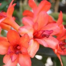 Rhododendron Vireya Lunar Flame Picture of Rhododendron Vireya Lunar Flame (8393)