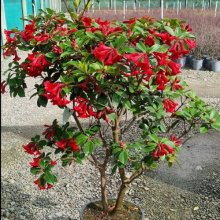Rhododendron Vireya Red Mountain Picture of Rhododendron Vireya Red Mountain (29625)