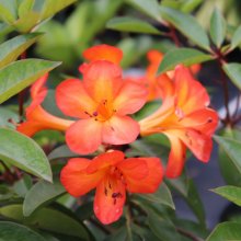 Rhododendron Vireya Scarlet Queen Picture of Rhododendron Vireya Scarlet Queen (29630)
