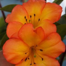 Picture of Rhododendron Vireya Tropical Glow (7718)