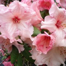 Rhododendron Virginia Richards Picture of Rhododendron Virginia Richards (4766)