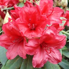 Rhododendron Vulcans Flame Picture of Rhododendron Vulcans Flame (4767)